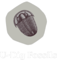 U-Dig Fossils